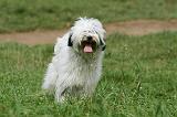 TERRIER DU TIBET 279